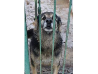 ARGO E’ UN PASTORINO DI 8 ANNI