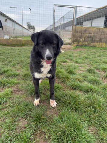 BENNY , UNA PICCOLA TENEREZZA, CANE IN ADOZIONE TG MEDIO CONTENUTA - Foto 6