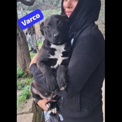 MAURA, VARCO, ROSEA, PEPPINO, CUCCIOLI IN ADOZIONE - Foto 8