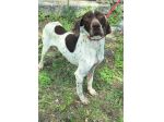 Goya 3 anni bracco