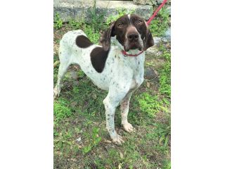Goya 3 anni bracco