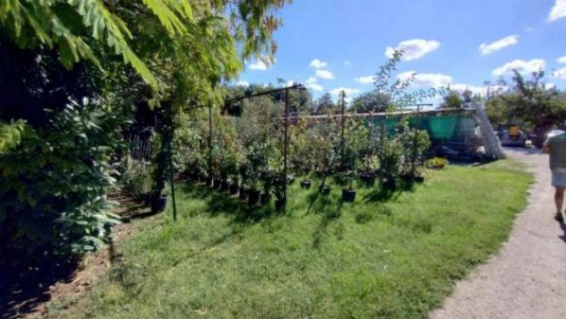 Immobile in asta di 4002 m² in vendita a Colli al Metauro - Foto 13