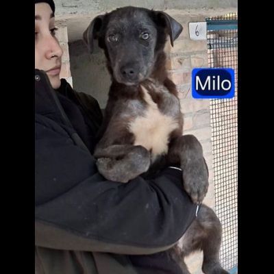 MIELE E MILO MIRACOLI D' AMORE CUCCIOLI IN ADOZIONE - Foto 4