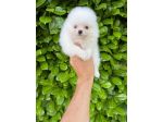 Cuccioli della Pomerania