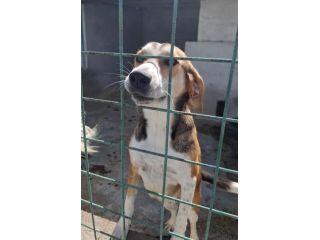 TEDDY 2 ANNI taglia media IN CANILE…