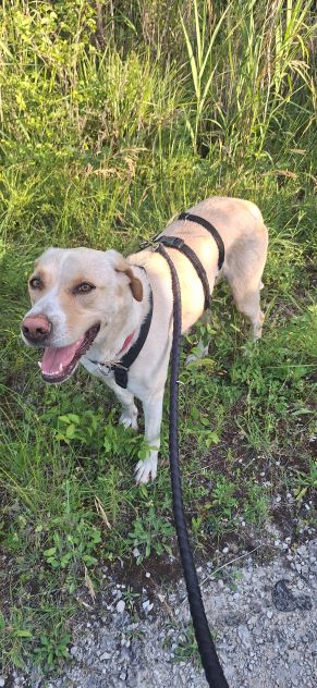 Lily 2 anni mix labrador - Foto 5