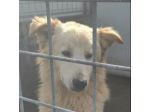 STANNO CRESCENDO IN CANILE; MERITANO UNA VITA . GIOVANI CAGNOLINI IN ADOZIONE