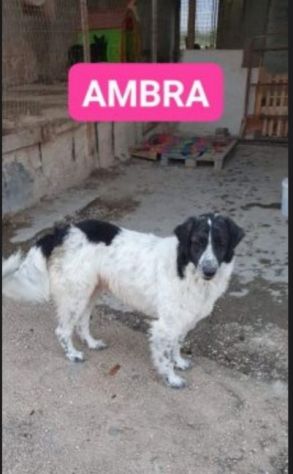 Ambra mix Border Collie 3anni e 1/2 tg grande rimasta sola NAPOLI