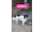 Ambra mix Border Collie 4anni  tg grande rimasta sola NAPOLI