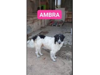 Ambra mix Border Collie 3anni e 1/2 tg grande rimasta sola NAPOLI