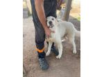 Pandino cucciolo