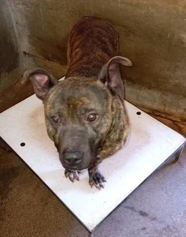 Zaza' ha un' indole meravigliosa, affettuoso cane in adozione 20 kg di tenerezza - Foto 3