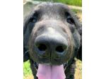 GEORGE, splendido Curly Coated Retriever