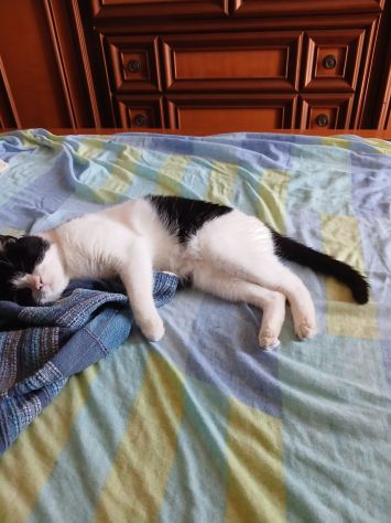 GATTI ADULTI E GATTINI PICCOLI - Foto 2
