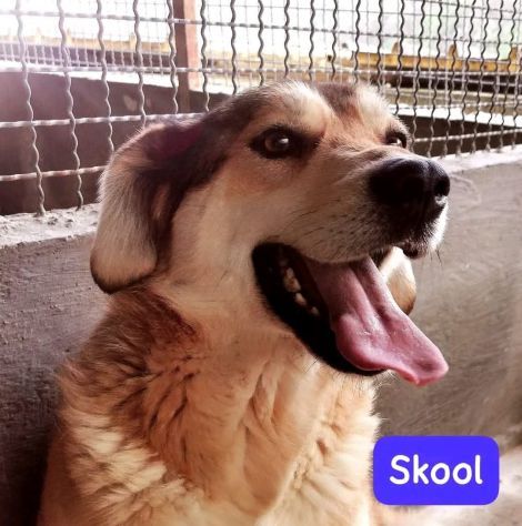 SKOOL SOCIEVOLE E TENERO CAGNOLINO IN ADOZIONE MERITA UNA VITA