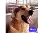 SKOOL SOCIEVOLE E TENERO CAGNOLINO IN ADOZIONE MERITA UNA VITA