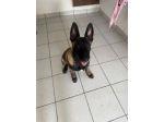 Pastore Belga Malinois – Maschio,6 mesi
