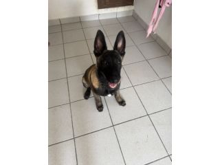 Pastore Belga Malinois – Maschio,6 mesi
