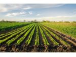 Terreno di 87494 m² in vendita a Soliera