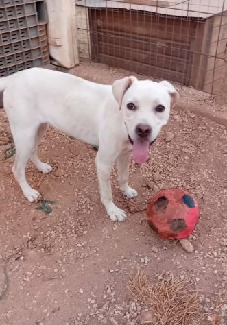 GRETA, 10 MESI (01/12/25), TROVATA AD ELEMOSINARE CIBO E COCCOLE - Foto 8