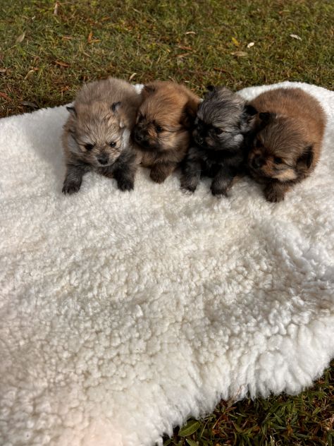 Cuccioli di Volpino della Pomerania