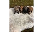 Cuccioli di Volpino della Pomerania