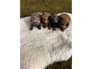 Cuccioli di Volpino della Pomerania
