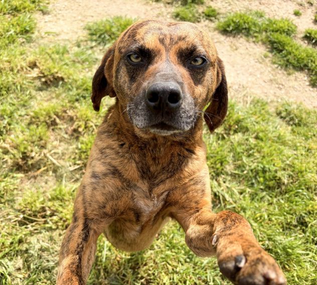 Tigro,un cane che si fa volere bene