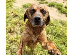 Tigro,un cane che si fa volere bene