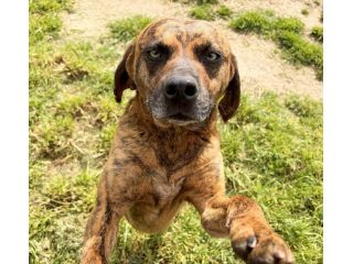 Tigro,un cane che si fa volere bene