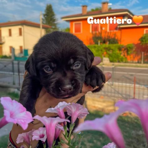 Cuccioli labrador cioccolato con Pedigree - Foto 4