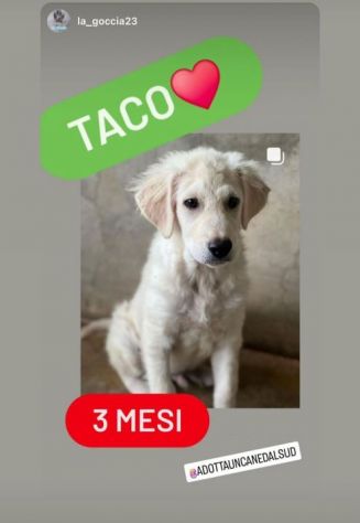 CUCCIOLI IN ADOZIONE MIX GOLDEN PMA