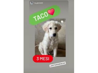 CUCCIOLI IN ADOZIONE MIX GOLDEN PMA