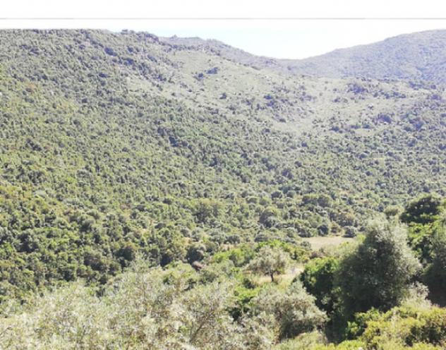 Immobile in asta di 436 m² in vendita a Austis - Foto 5