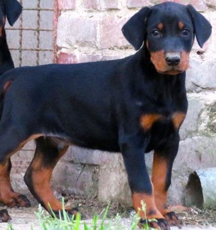 Dobermann cuccioli - Foto 4