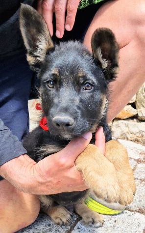 EVITIAMO IL CANILE A IGOR! - Foto 7