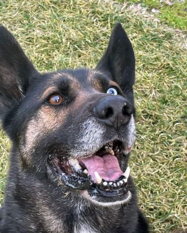 ETTORE: BELLISSIMO INCROCIO PASTORE TEDESCO DA ADOTTARE SUBITO !! - Foto 5