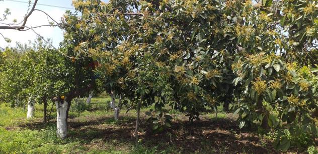 Terreno in vendita a Fiumefreddo di Sicilia - Foto 8