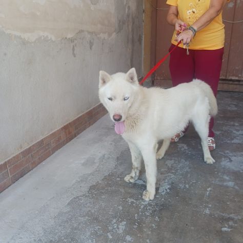 Zeus: giovane Siberian Husky socievole con tutti