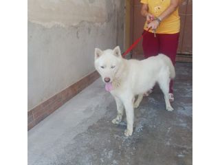 Zeus: giovane Siberian Husky socievole con tutti