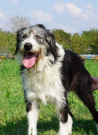 DRAGO, 9 ANNI, SI SEPARANO E LUI VIENE SBATTUTO IN CANILE.. CERCA CASA! - Foto 5