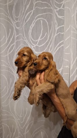 Cucciole & Cuccioli di Cocker Spaniel - Foto 6