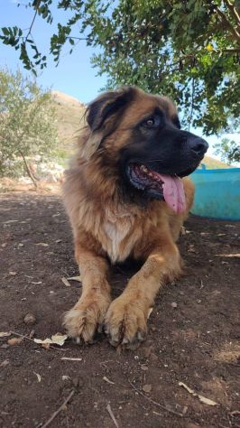 Gibbo simil Leonberger