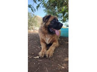 Gibbo simil Leonberger