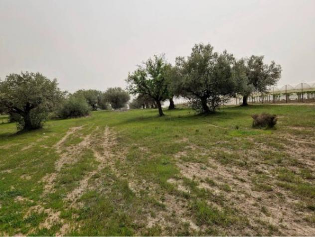 Immobile in asta di 53290 m² in vendita a Mazzarrone - Foto 12