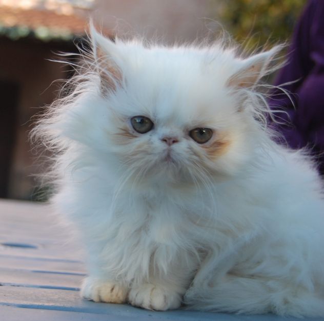 Cuccioli di gatto persiano - Foto 4