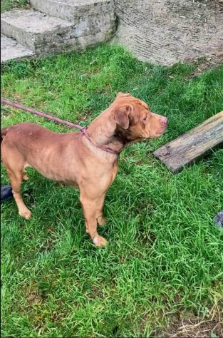 EMMER UNA NUOVA VITA, CANE IN ADOZIONE - Foto 6