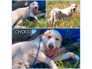 CHOCO CUCCIOLO MIX LABRADOR