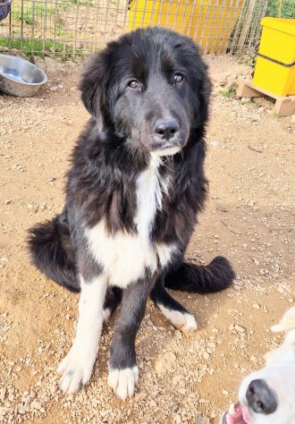 CHIAMA PER QUEGLI OCCHIONI TRISTI!MAX,IN CANILE! - Foto 5