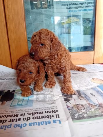 Cuccioli di Barboncino Red - ULTIMI - - Foto 3